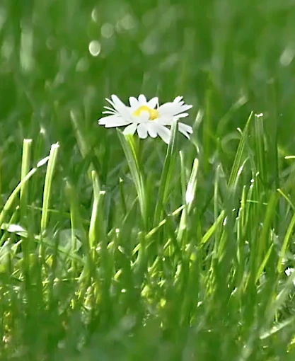 Tusindfryd i græsplæne