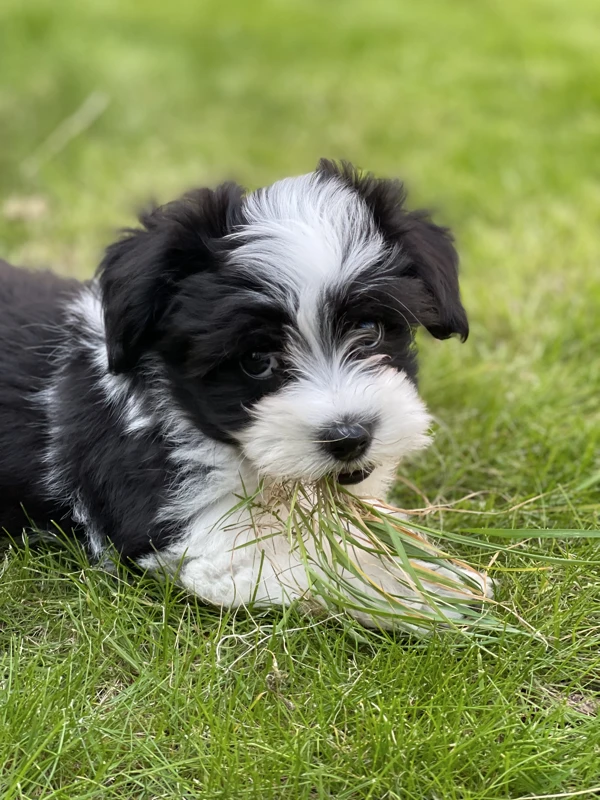 Hundehvalp der leger med græs i munden